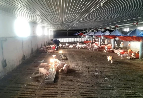 Trước tình hình dịch bệnh ngày càng phức tạp, ngành chức năng khuyến cáo cần thận trọng hơn khi tái đàn