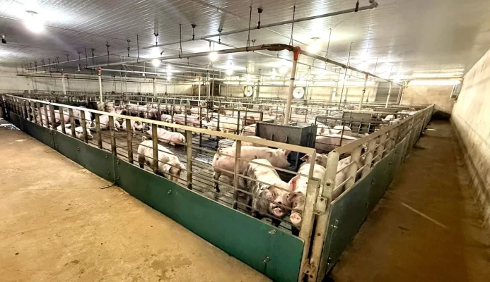 tỉnh Đắk Lắk thu hút nhiều dự án chăn nuôi công nghệ cao quy mô lớn