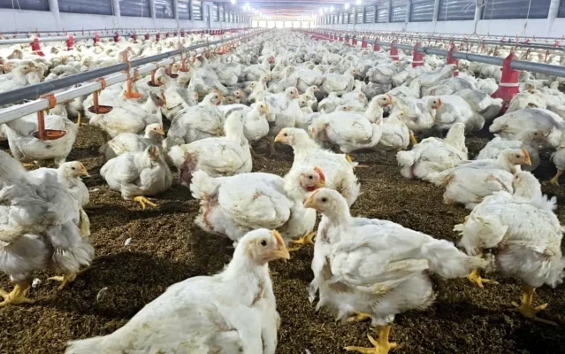 Chăn nuôi gà đảm bảo an toàn sinh học trên địa bàn tỉnh Khánh Hòa