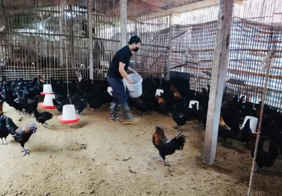 Hộ ông Dương Trịnh Long (thôn Phụng Thượng 4) tham gia sản xuất con giống