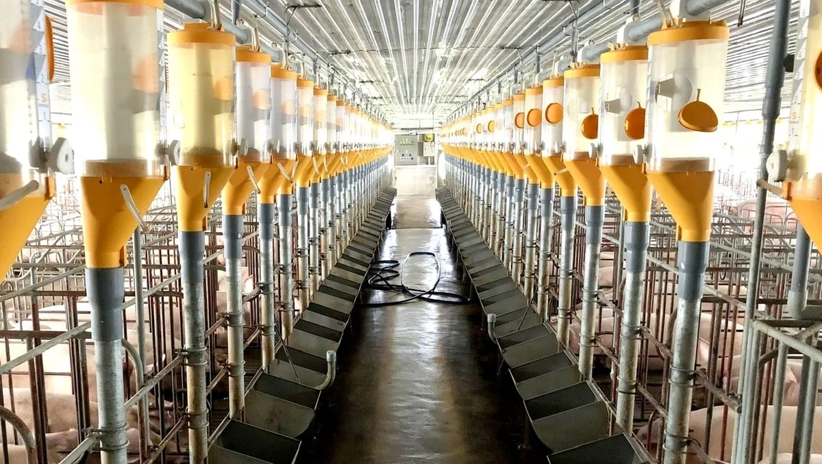 Một cơ sở chăn nuôi heo hiện đại, đảm bảo an toàn dịch bệnh tại tỉnh Khánh Hòa