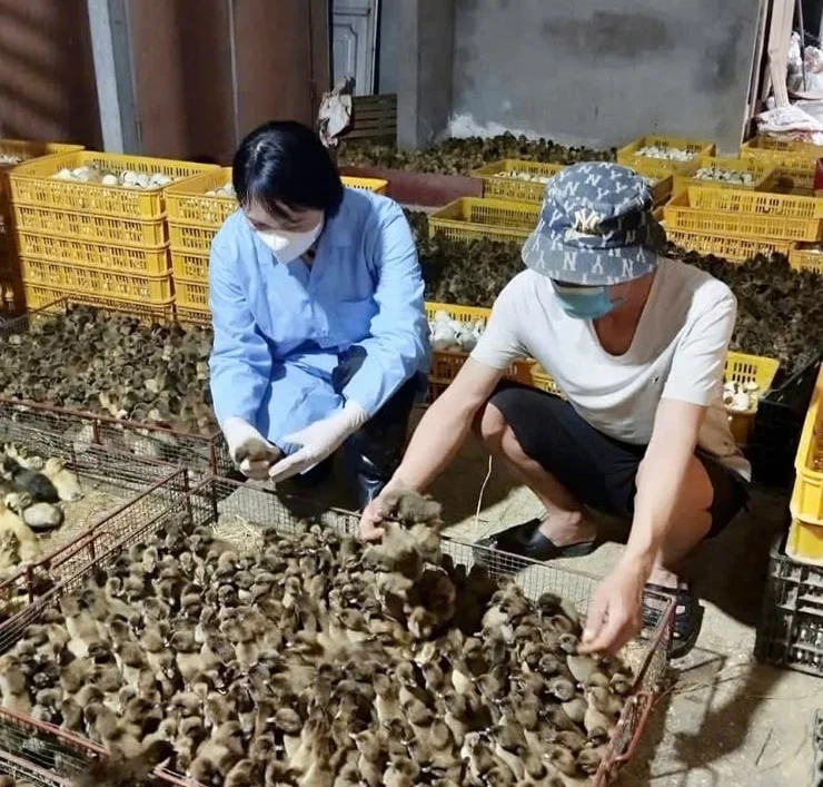 Một trong những hộ gia đình đi đầu trong phát triển mô hình sản xuất con giống gà và vịt cho giá trị kinh tế cao