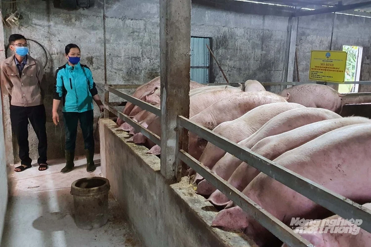 Ngành chăn nuôi Quảng Trị vừa vượt qua một năm đầy khó khăn thử thách