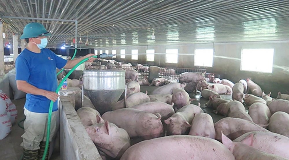 Trang trại nuôi lợn của gia đình ông Phạm Lương Bảy, xã Thanh Thủy được xây dựng thông thoáng, lắp đặt hệ thống tưới phun sương sử dụng trong mùa nóng giúp tiết kiệm chi phí, bảo vệ được sức khỏe cho đàn lợn