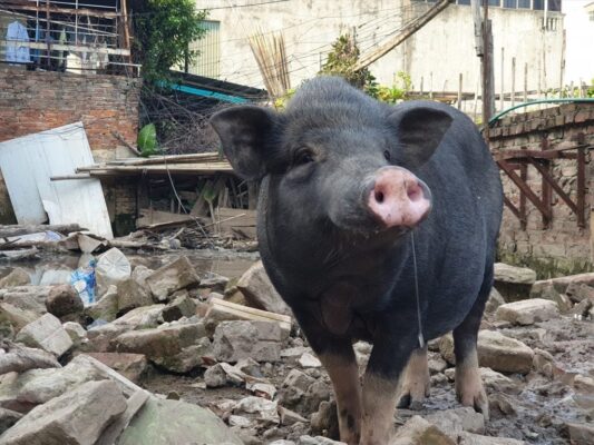 Việt Nam có nhiều giống lợn bản địa như lợn Móng Cái, lợn ỉ, lợn Mán, lợn Mường Khương, lợn Tạp Ná...