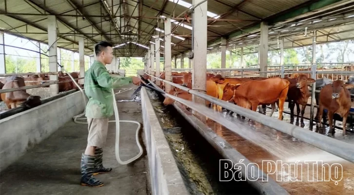 Xây dựng chuồng trại thông thoáng, tận dụng cây xanh làm mát là giải pháp chống nóng cho đàn gia súc đạt hiệu quả cao được trang trại của ông Nguyễn Duy Thành, xã Bản Nguyên áp dụng